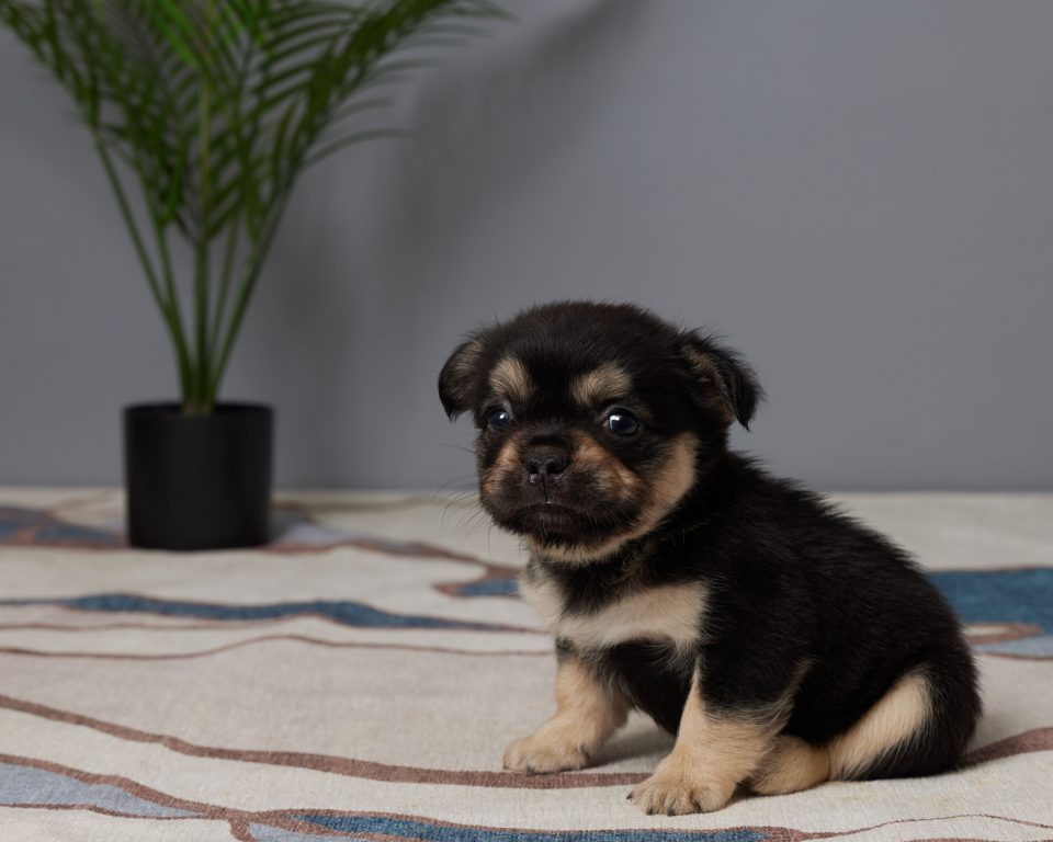 Roxy - Image 3
