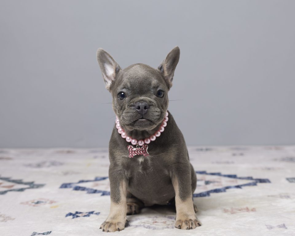 Uma