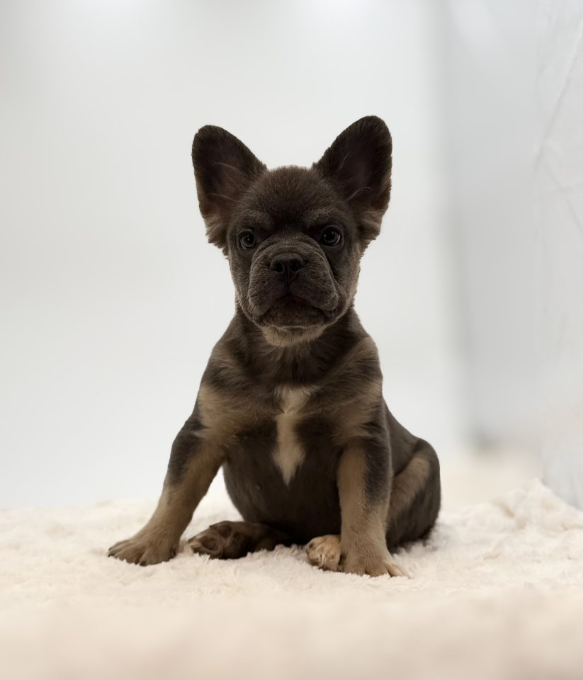 Milo