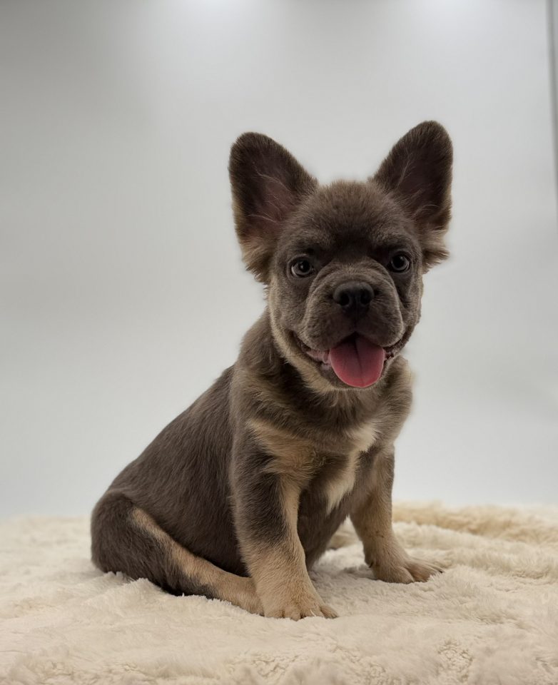 Milo - Image 5