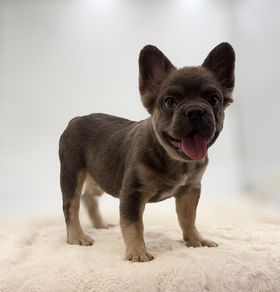 Milo - Image 6