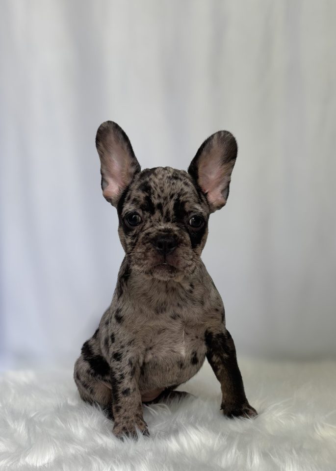 Kaia