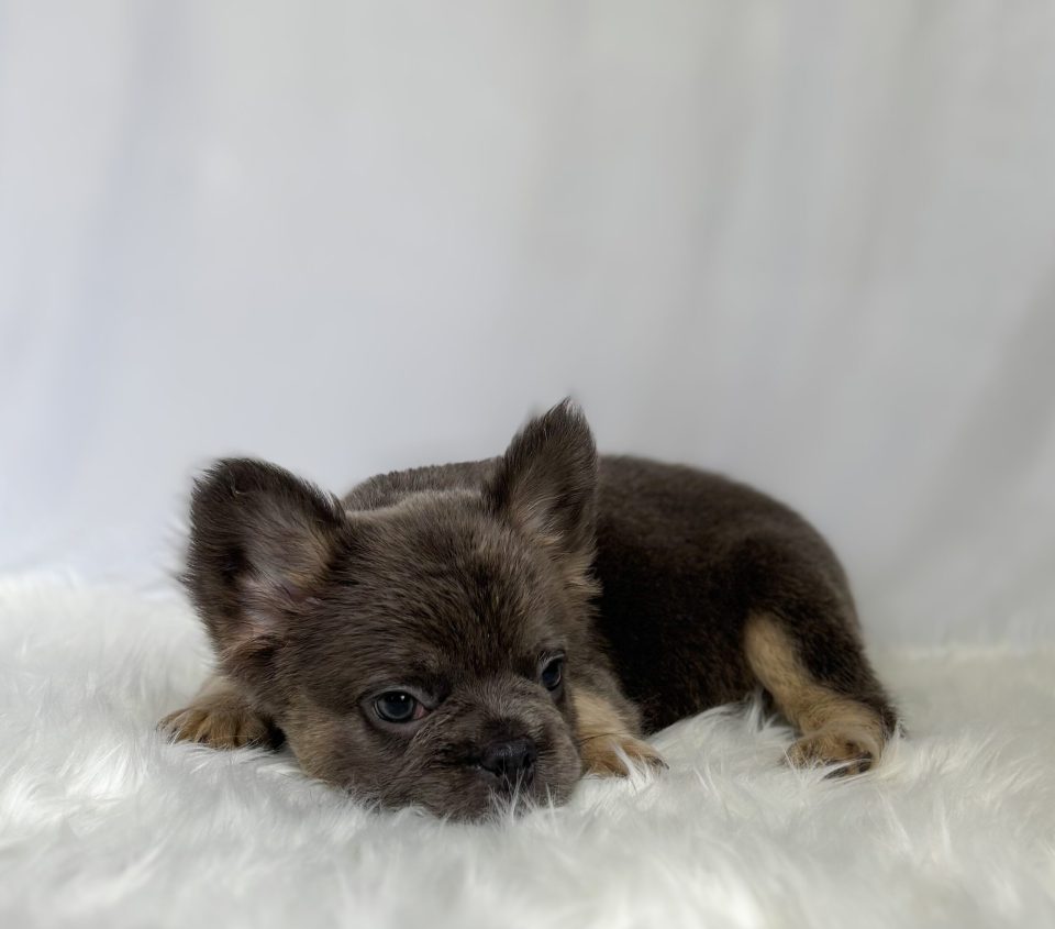 Milo - Image 6