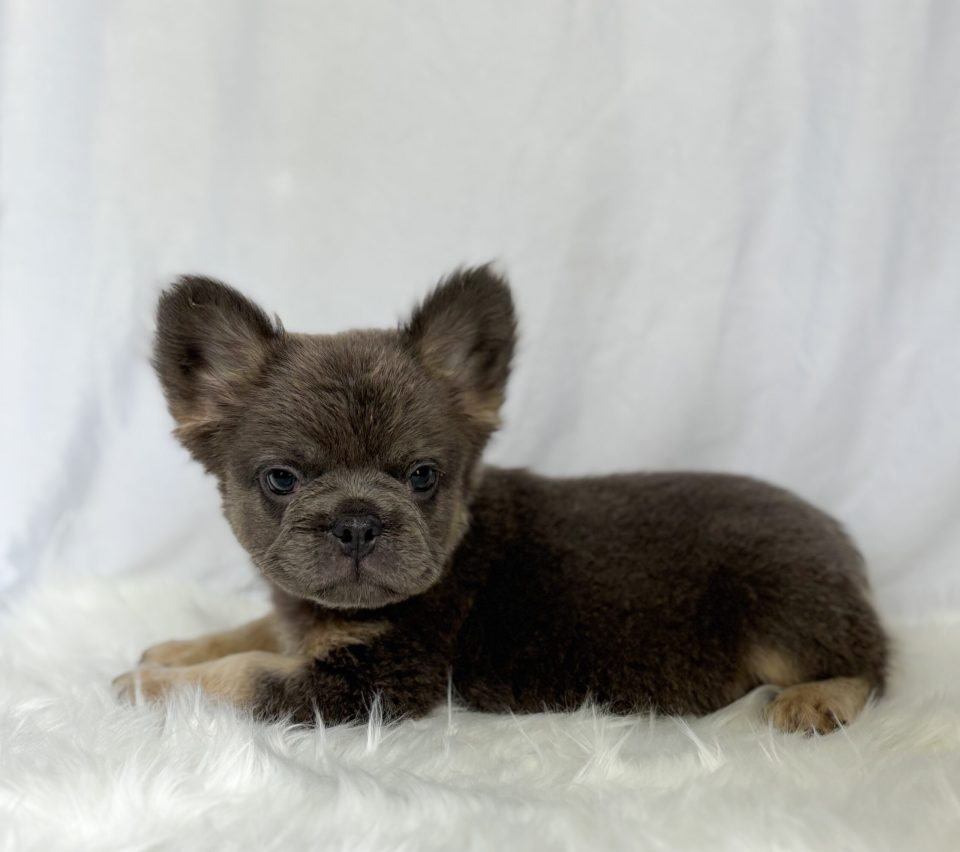 Milo - Image 5