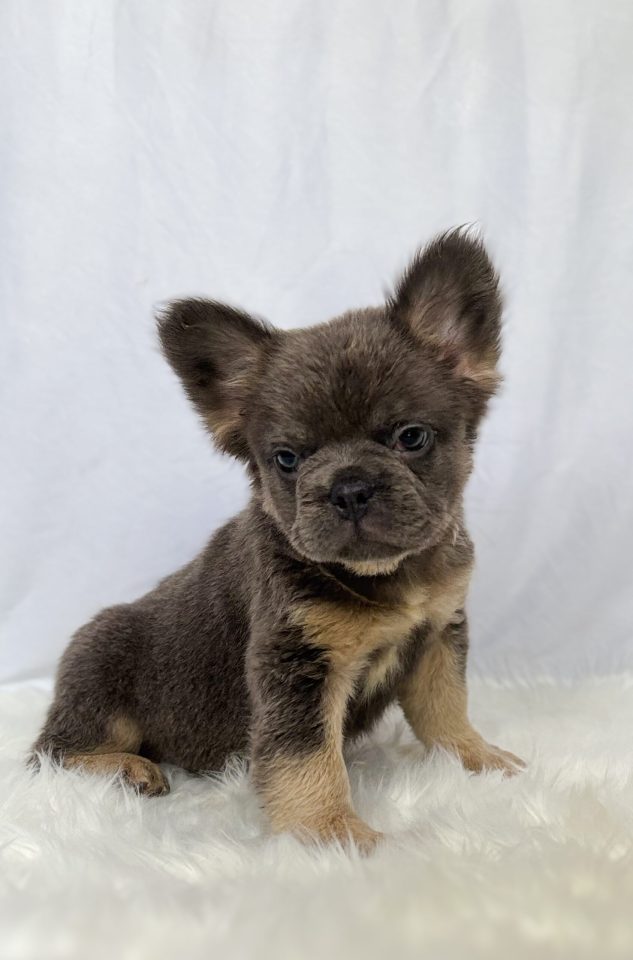 Milo