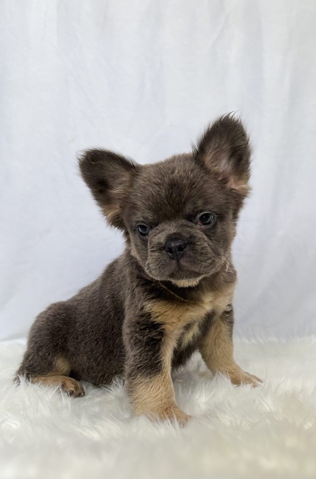 Milo - Image 6