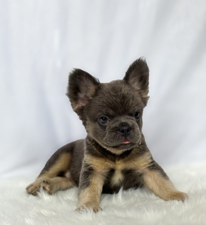 Milo - Image 4