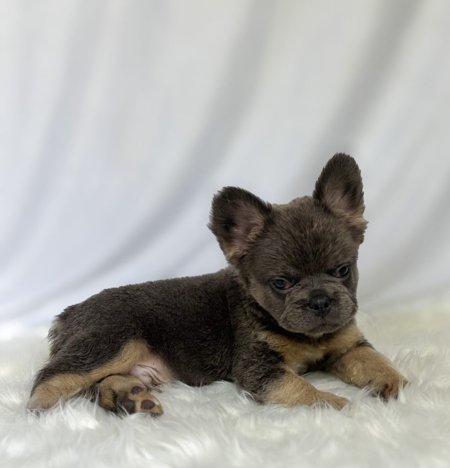 Milo - Image 3