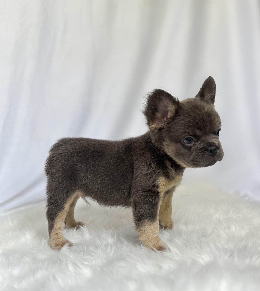 Milo - Image 2