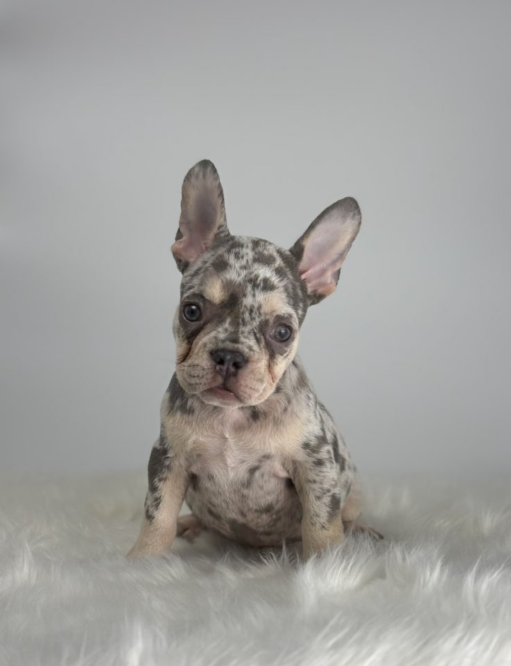 Benson - Image 3