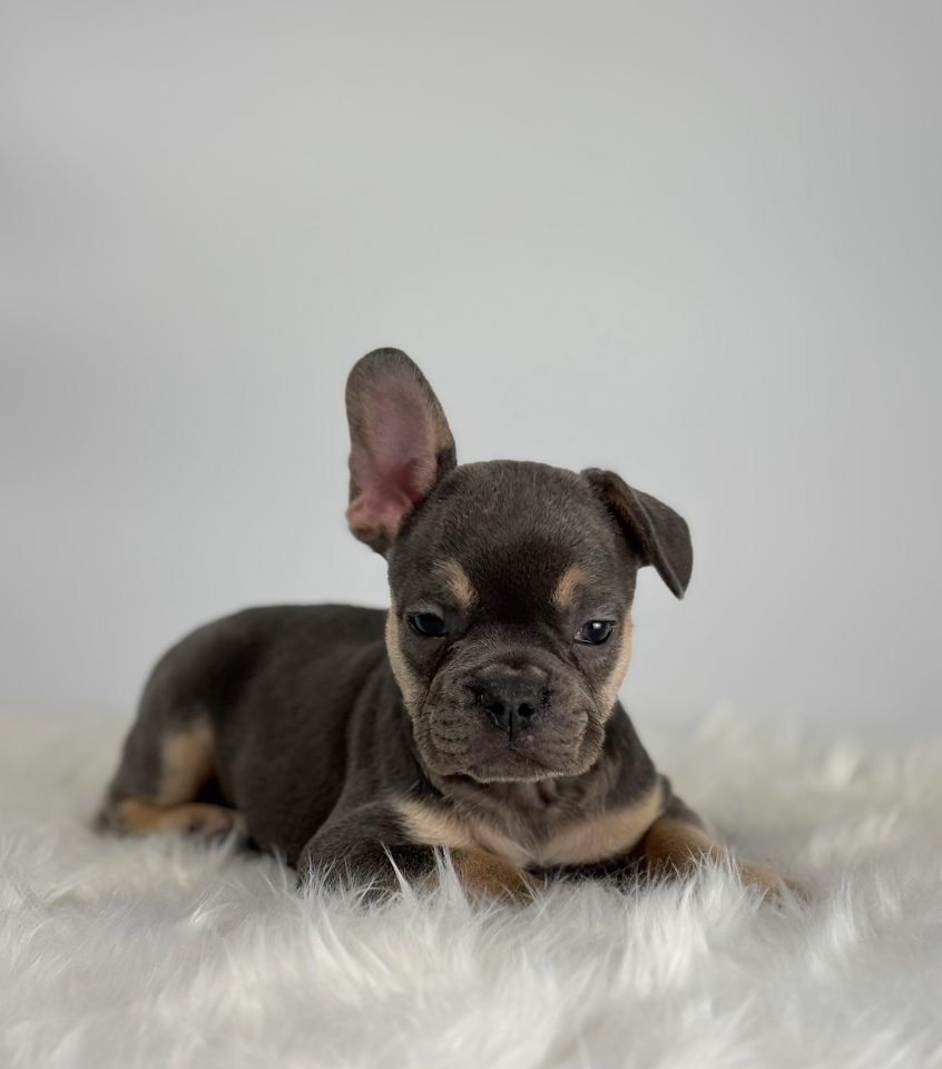 Baxter - Image 2