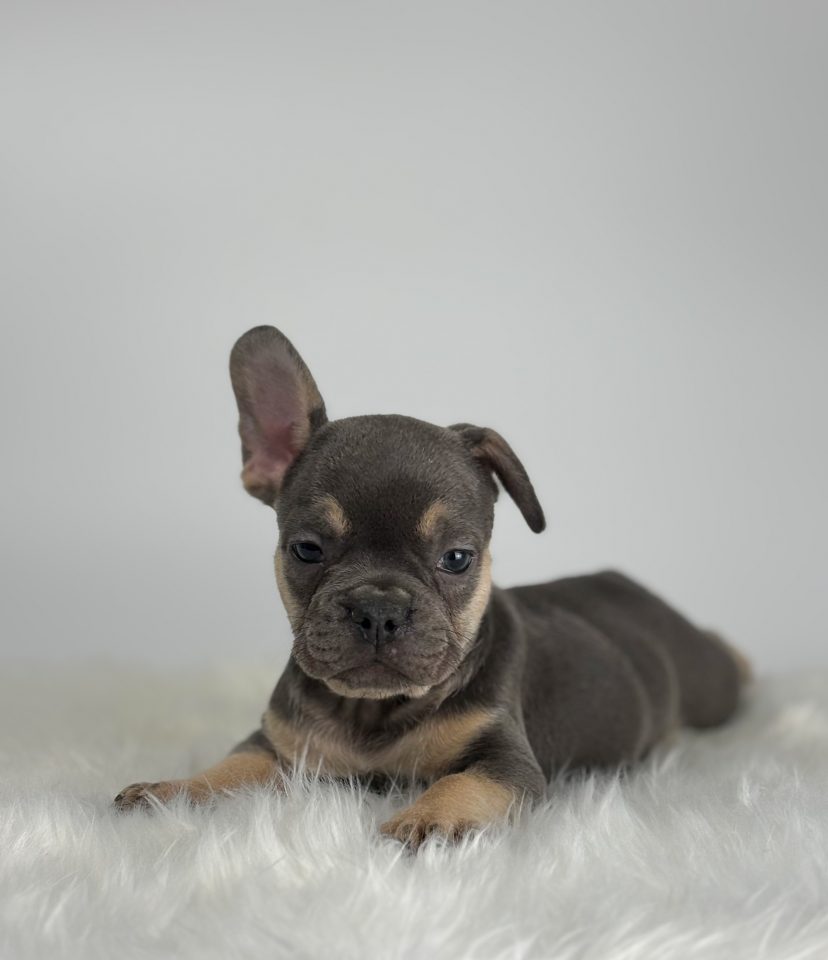 Baxter