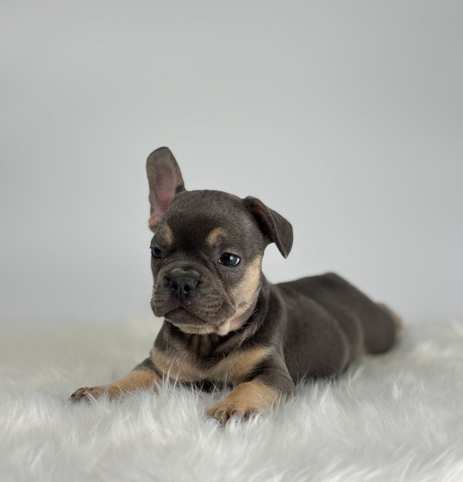Baxter - Image 4