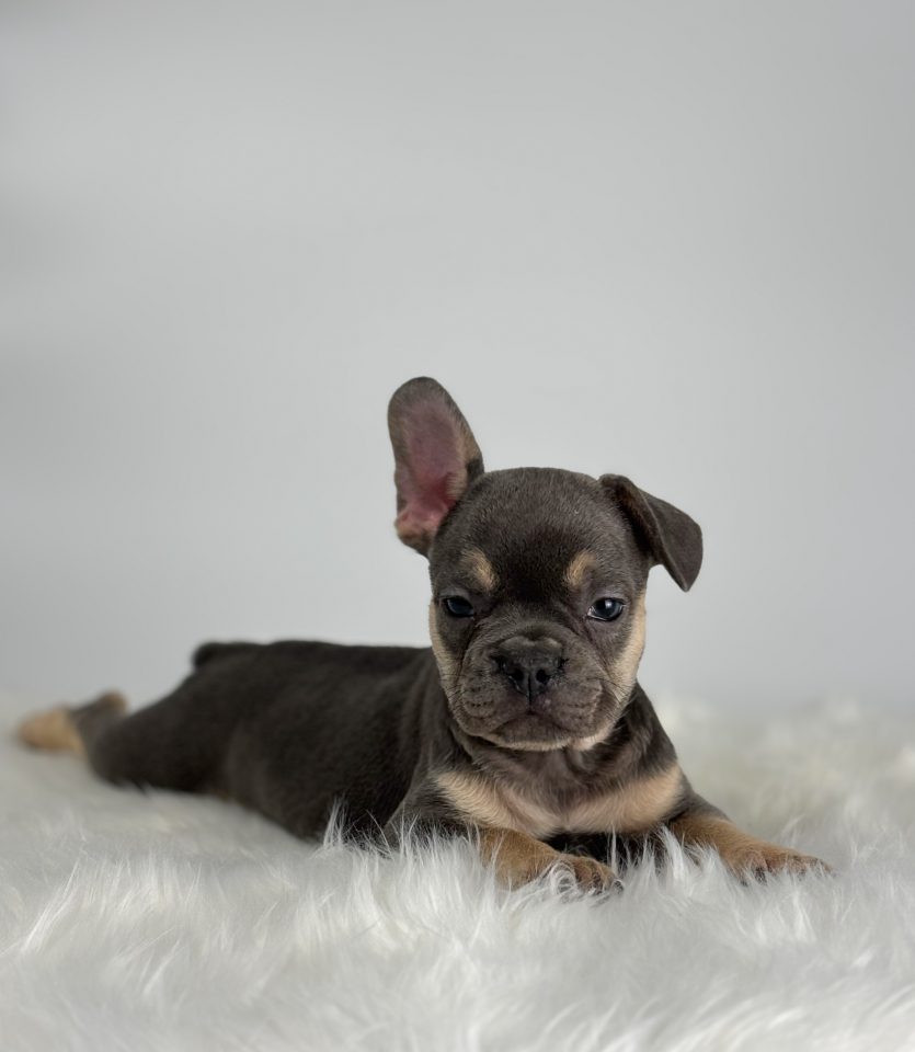 Baxter - Image 5