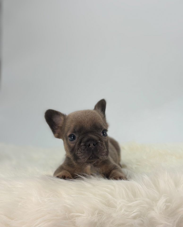 Archie