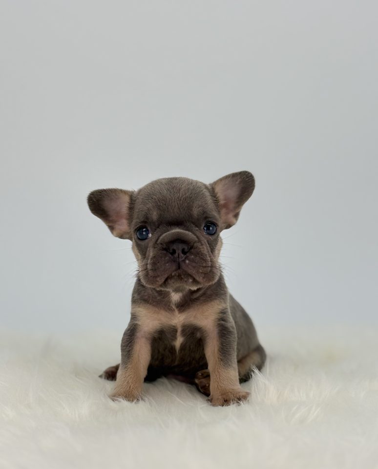 Gus