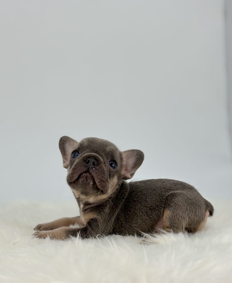 Gus - Image 2