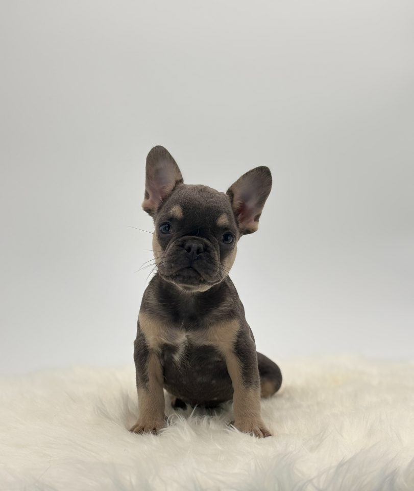 Abby - Image 3