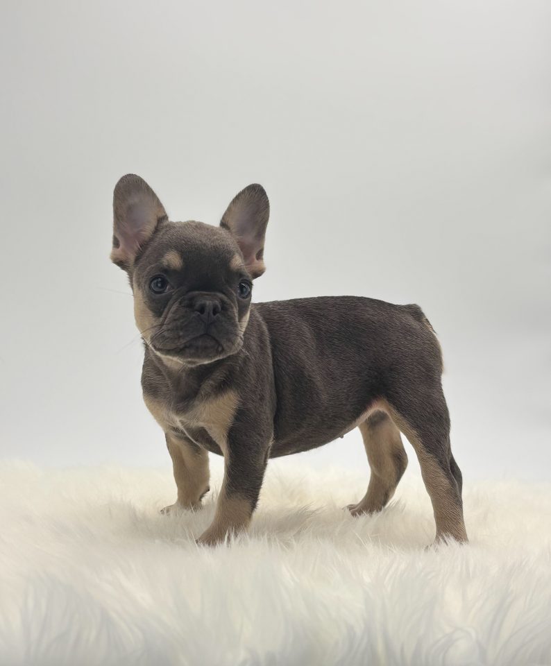 Abby - Image 5