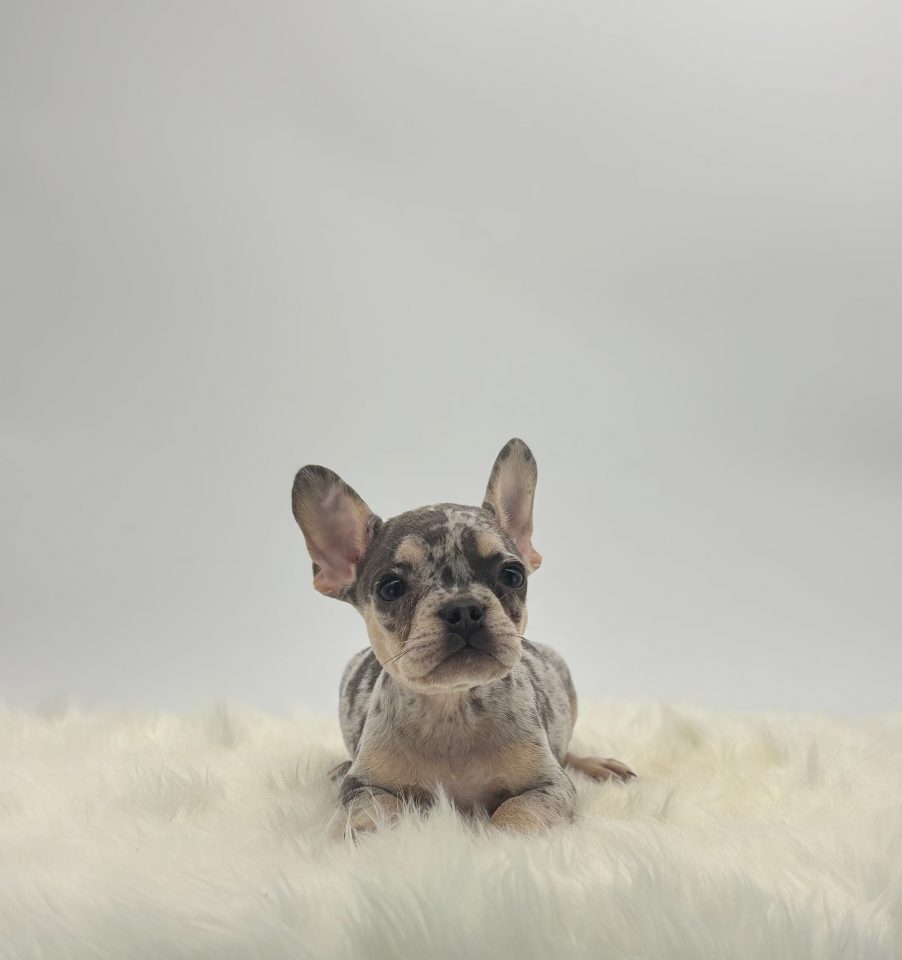 Rolo - Image 3