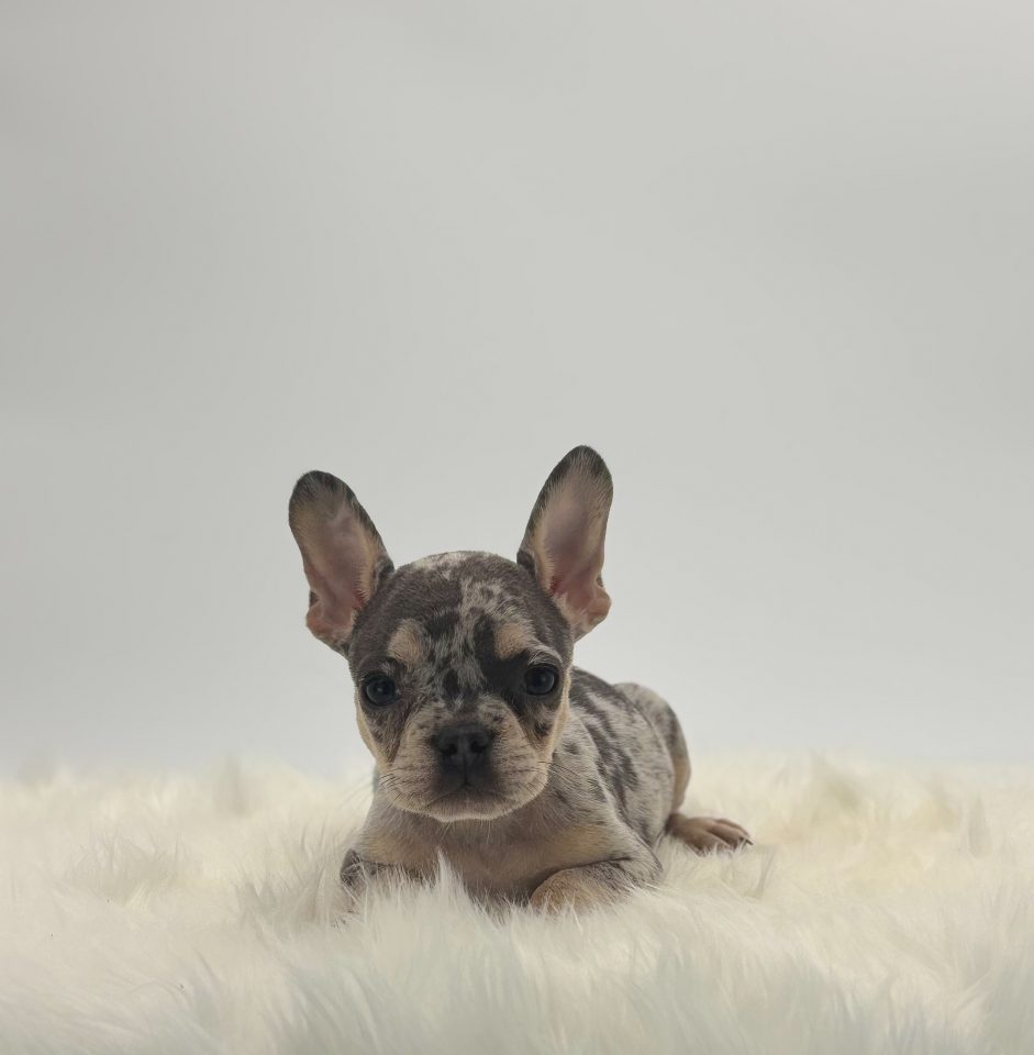 Rolo - Image 4