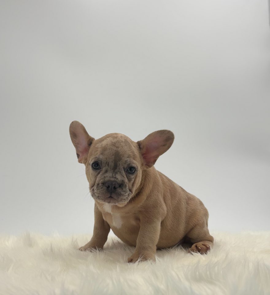 Max - Image 2
