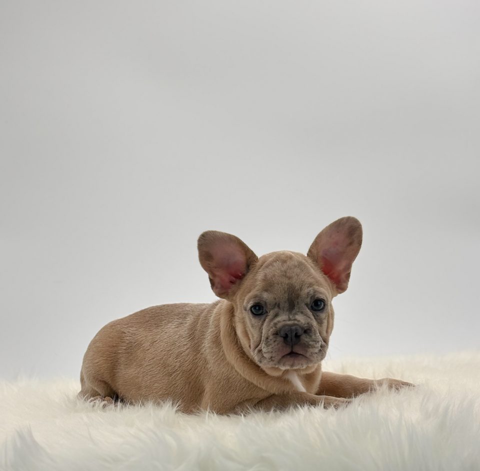 Max - Image 4