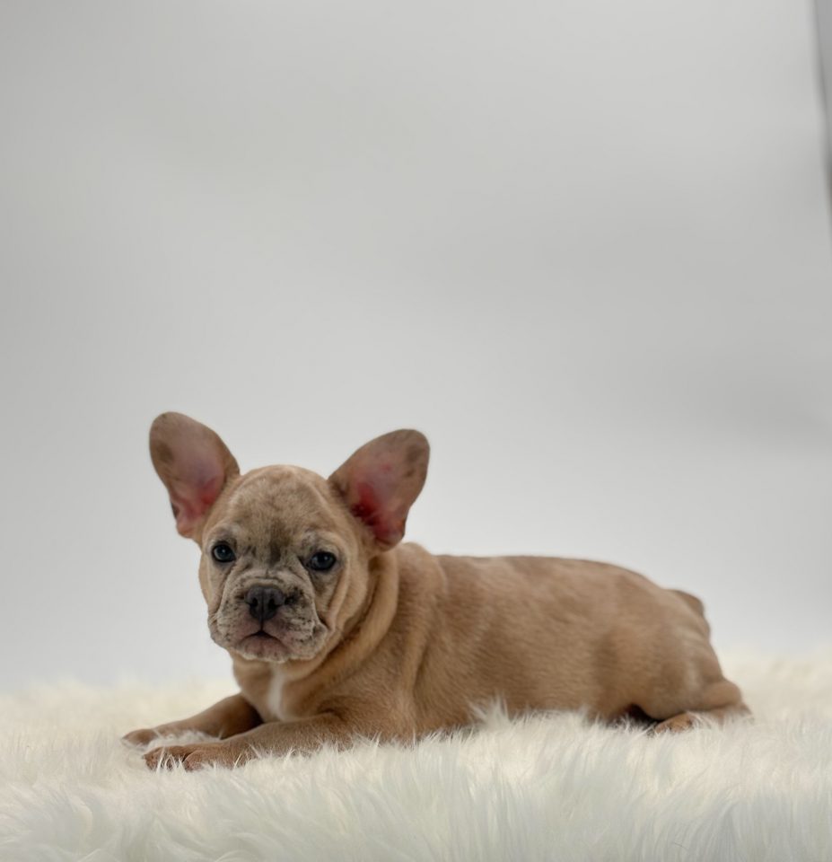 Max