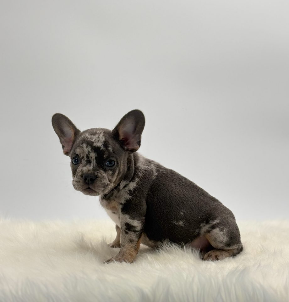 Tyson - Image 2