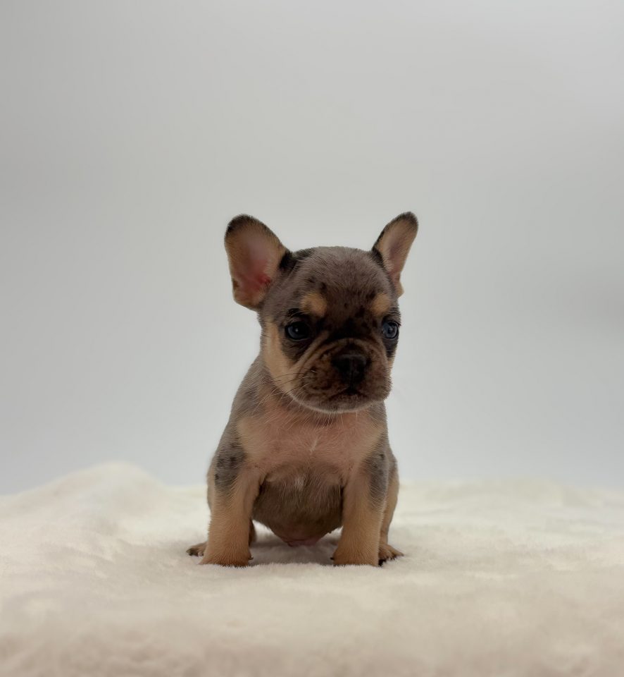 Tanner - Image 4