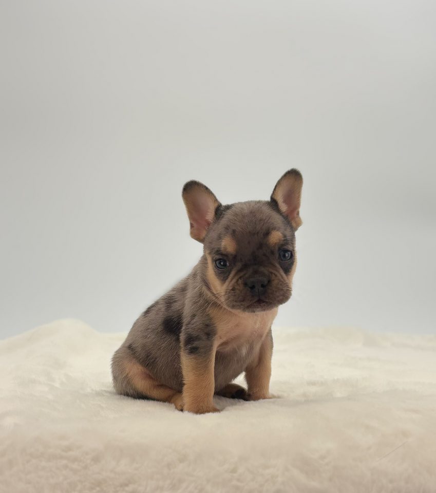 Tanner - Image 3