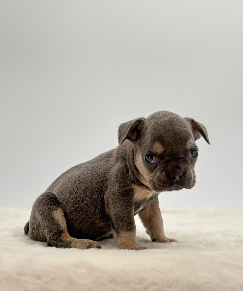 Chase - Image 2