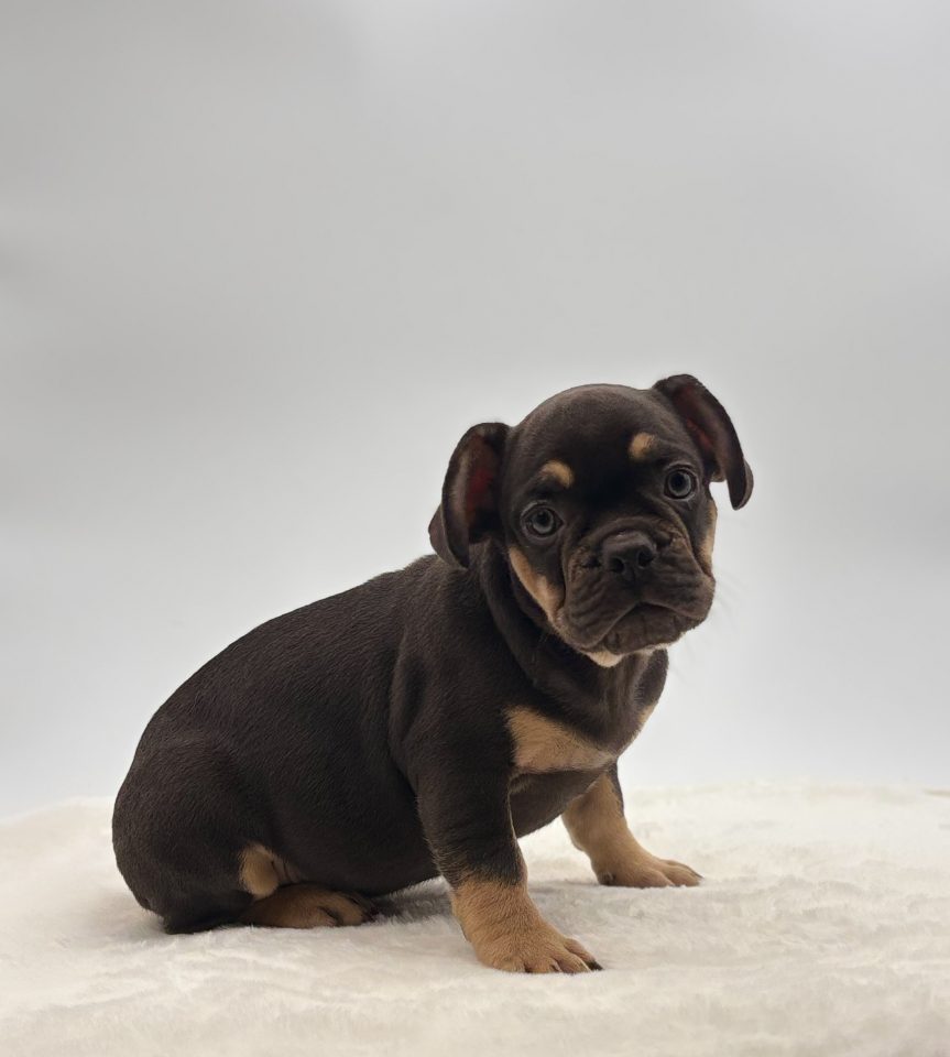 Zeke - Image 4