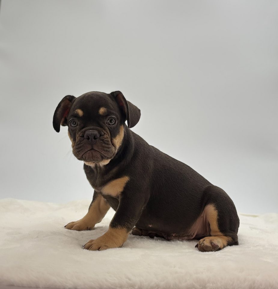 Zeke - Image 3