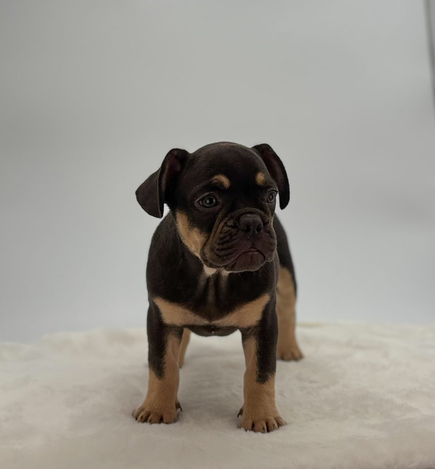 Zeke - Image 2
