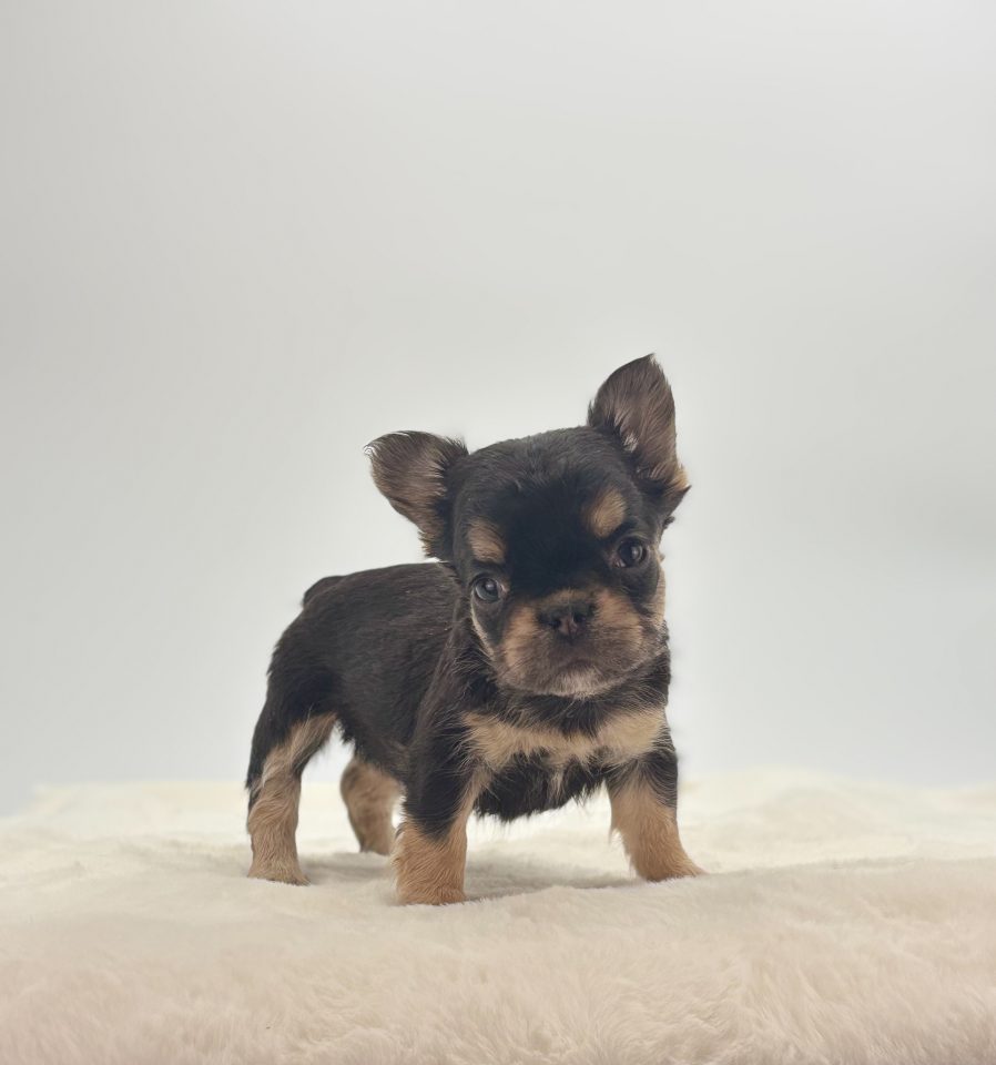 Poppy - Image 3