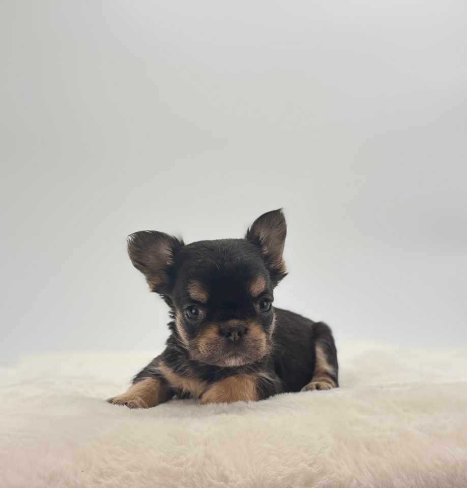 Poppy - Image 2