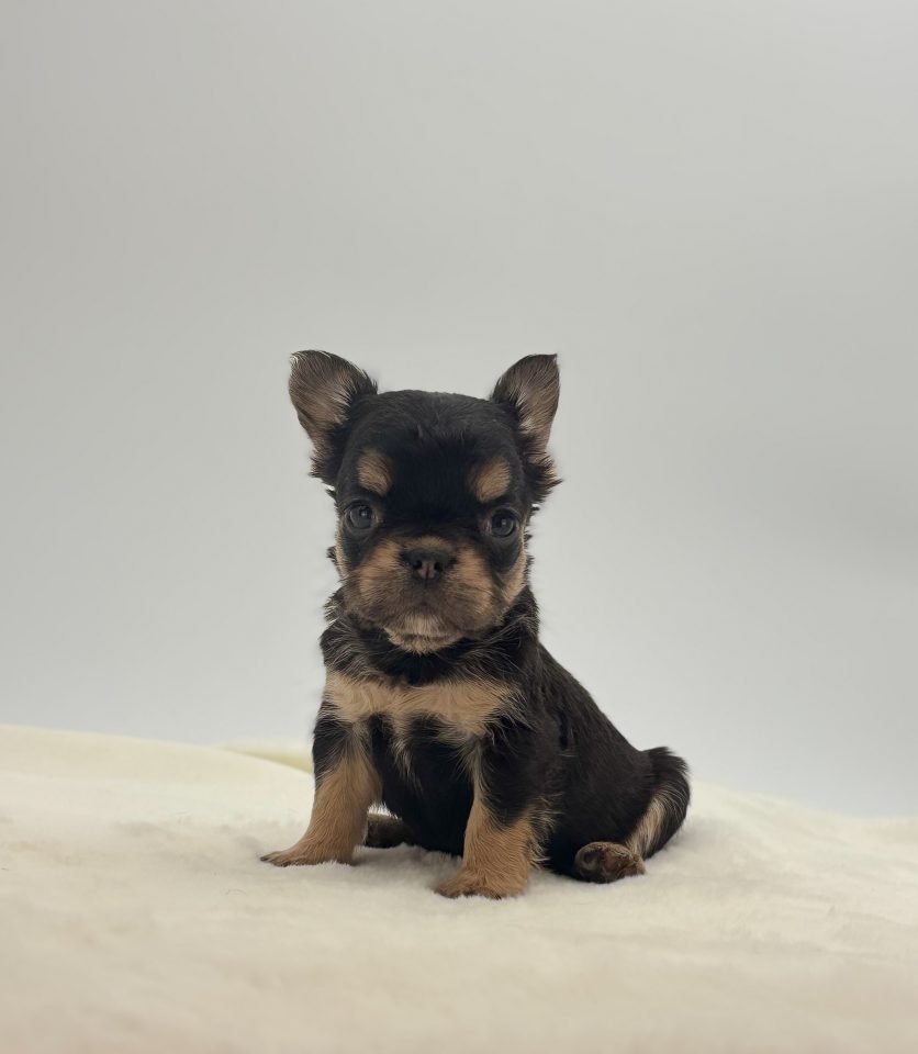 Poppy - Image 4