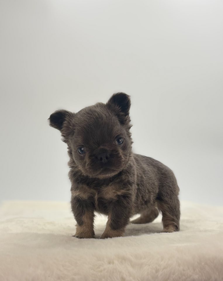 Koda - Image 2