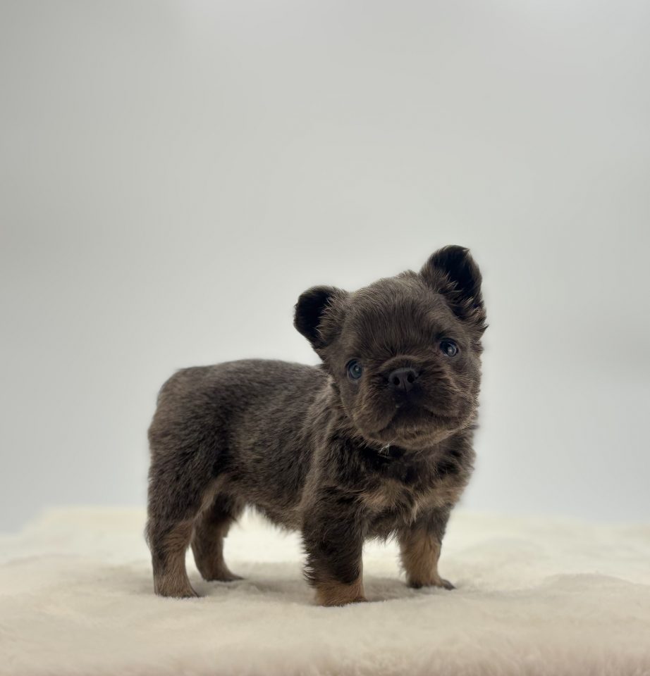 Koda - Image 4