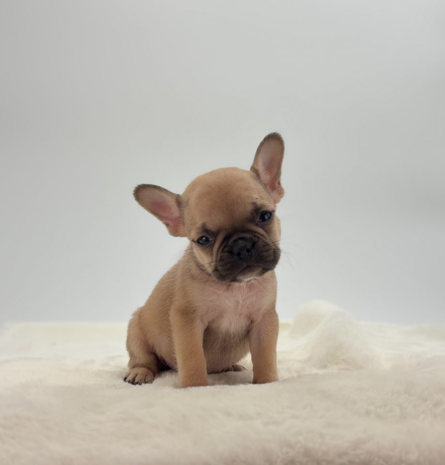 Zoe - Image 4