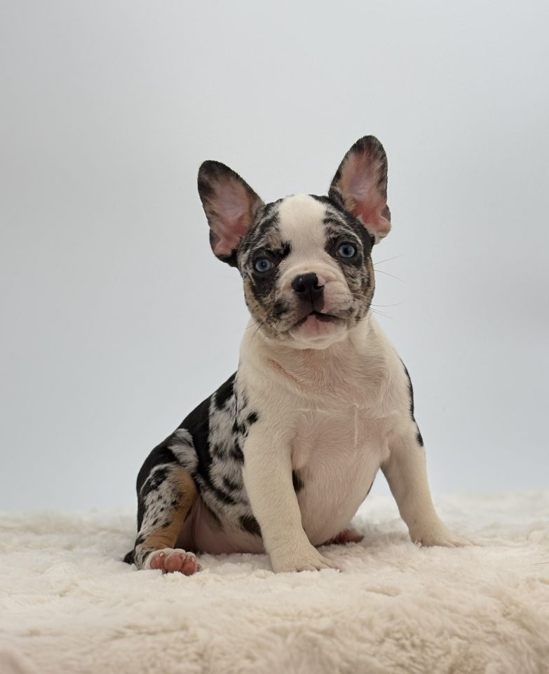 Allie - Image 2