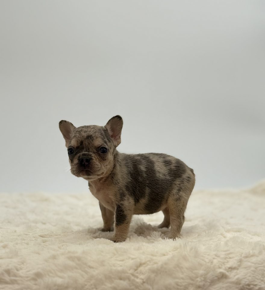 Lin - Image 4