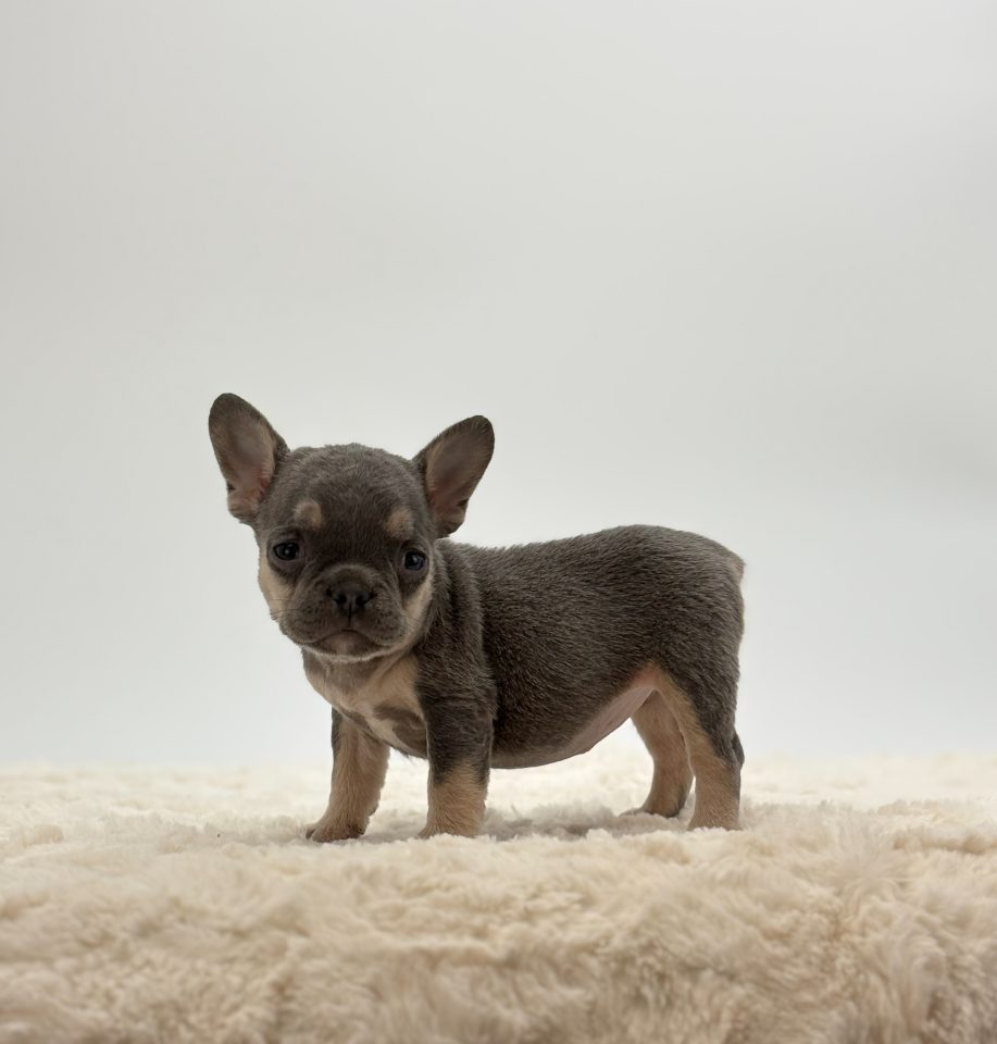 Coco