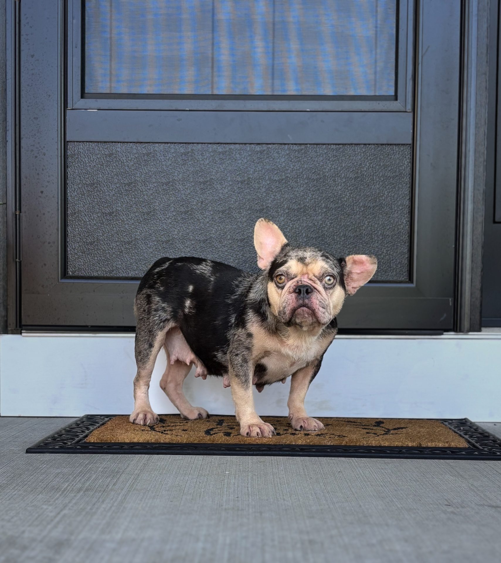 Tango, French Bulldog parent at Serene Valley Frenchies