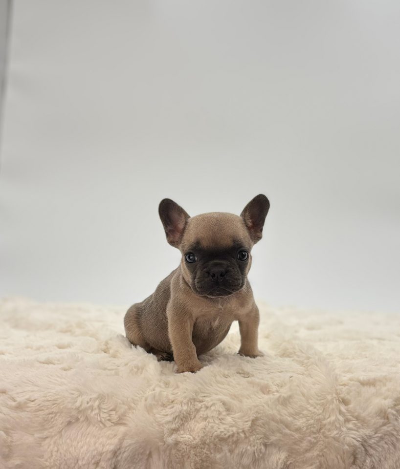 Missy - Image 3