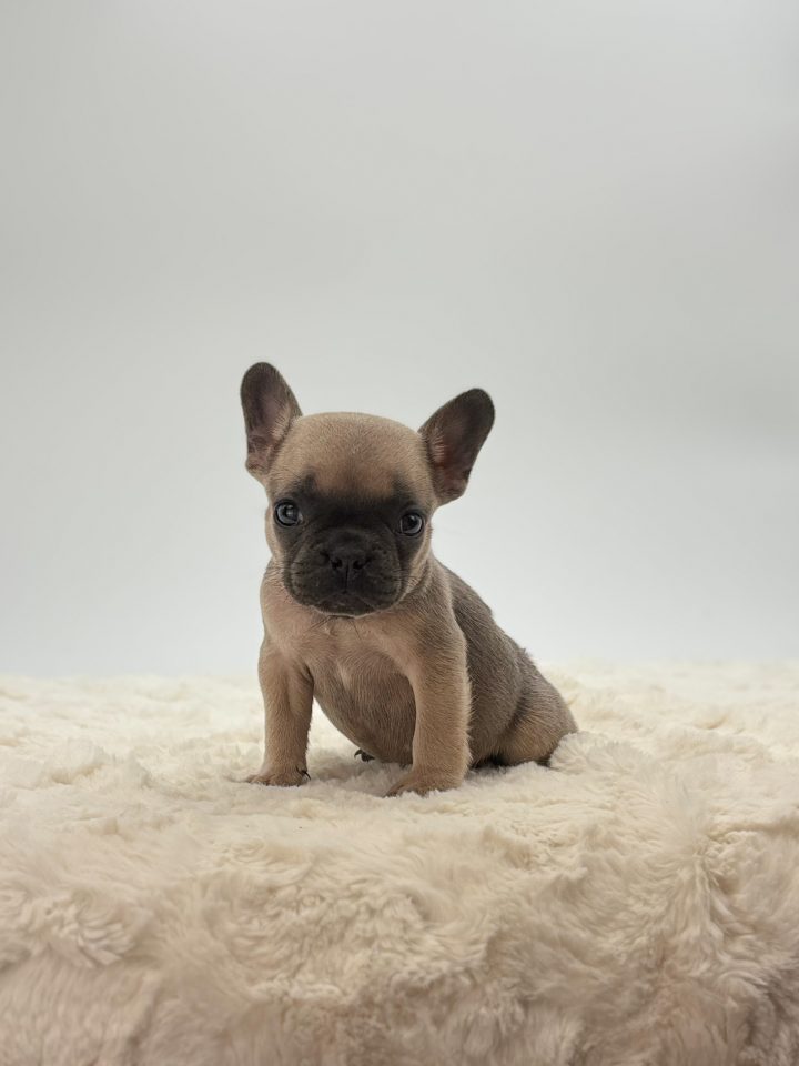 Missy - Image 2