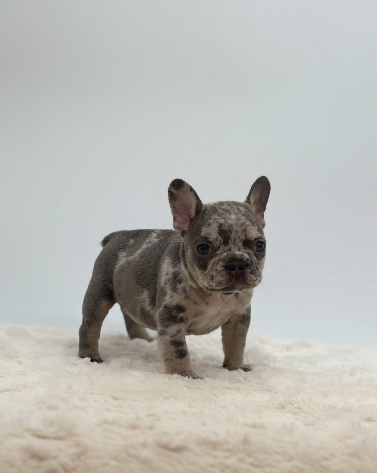Amos - Image 4