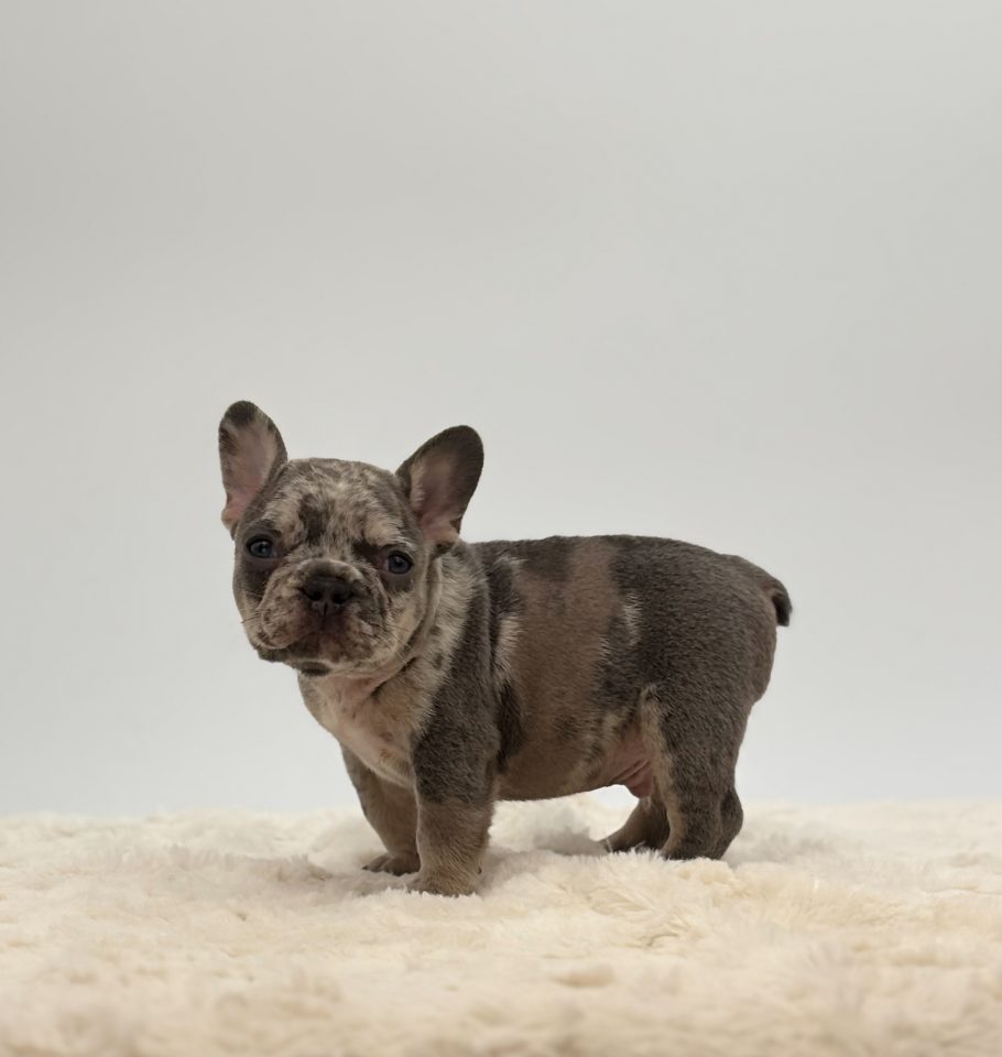 Amos - Image 2