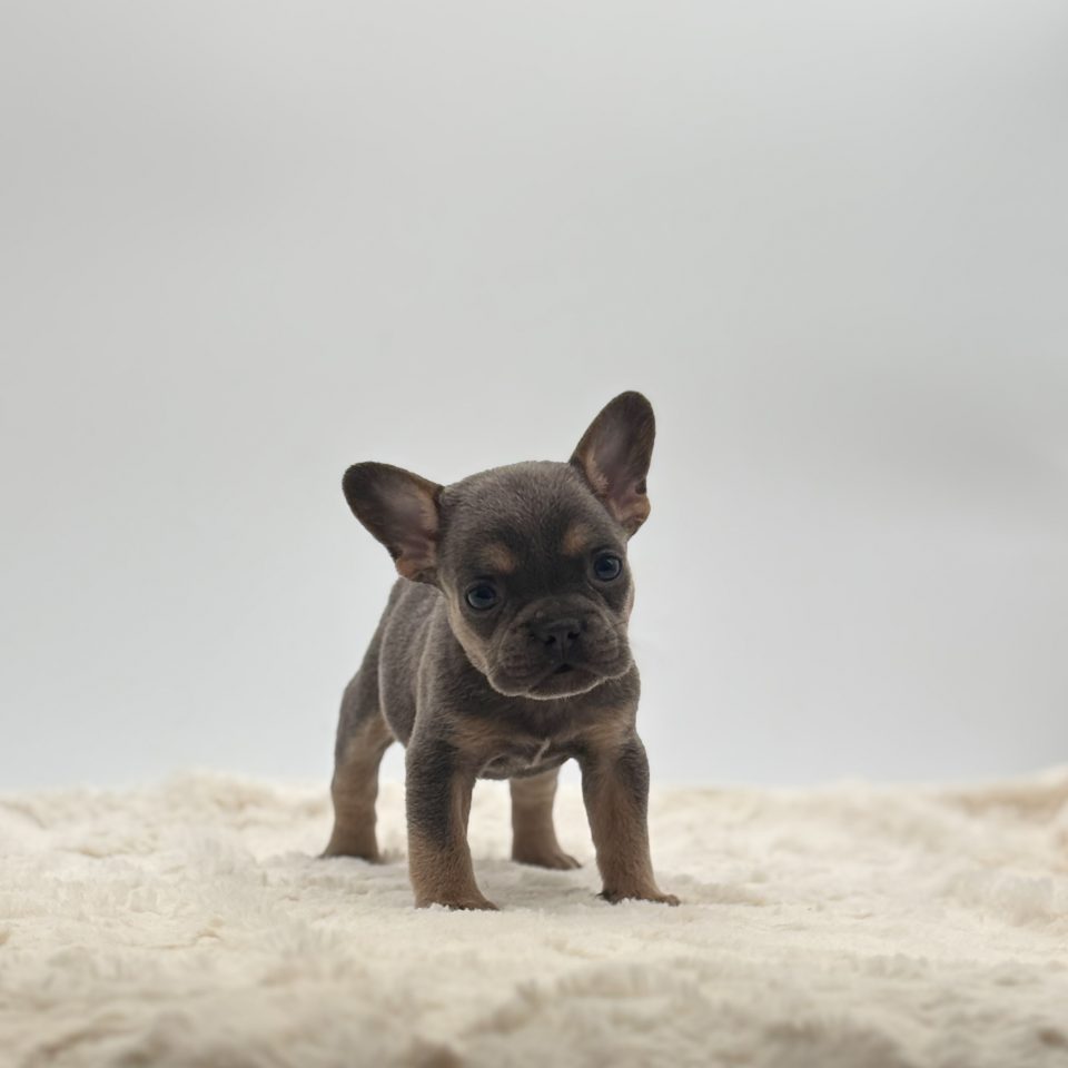 Kim - Image 3